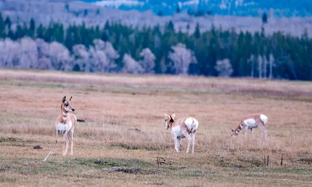 Photo of Others in Teton Pines