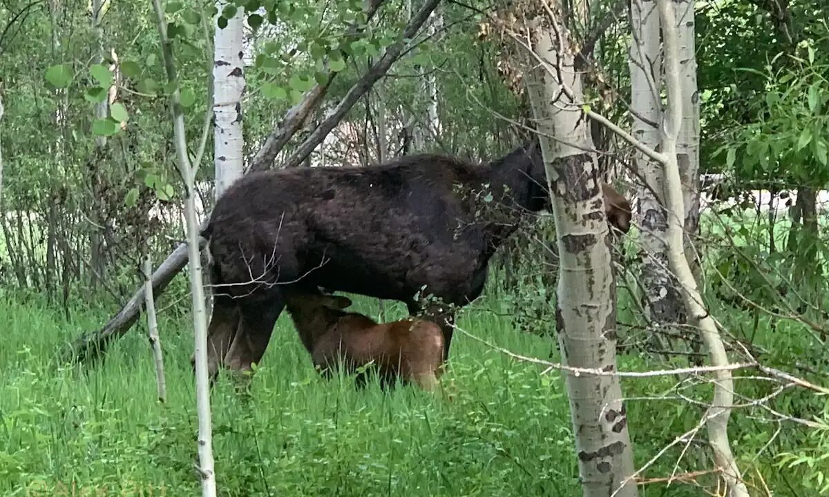 Photo of Others in Teton Pines
