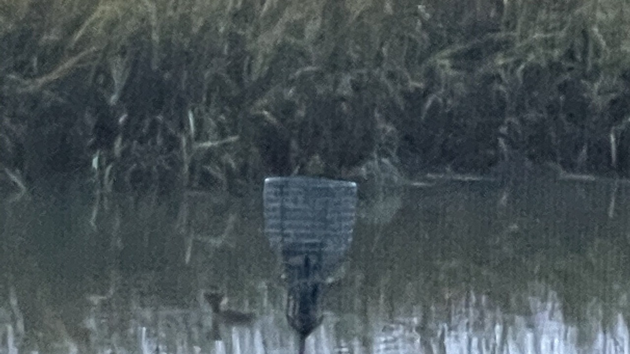 Photo of Outdoor in Edisto Island