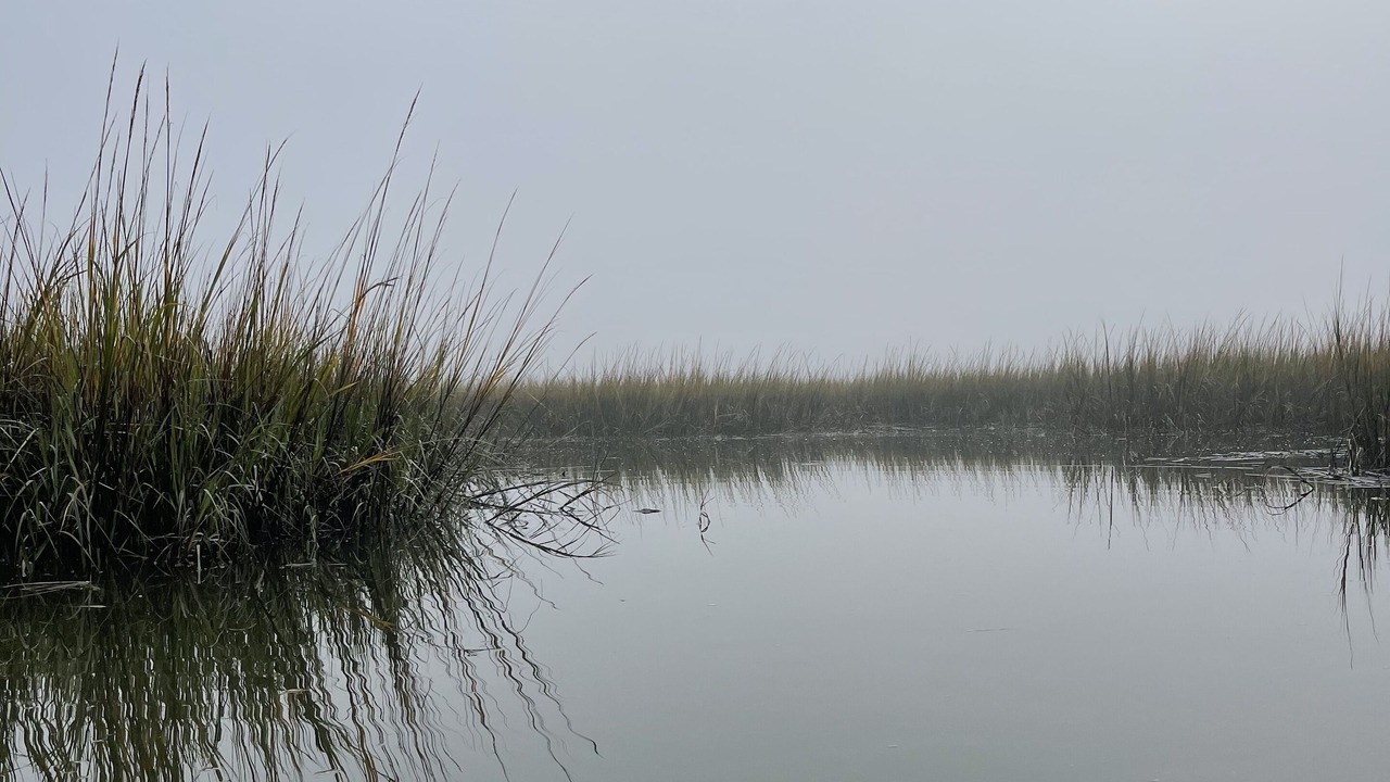 Photo of Outdoor in Edisto Island