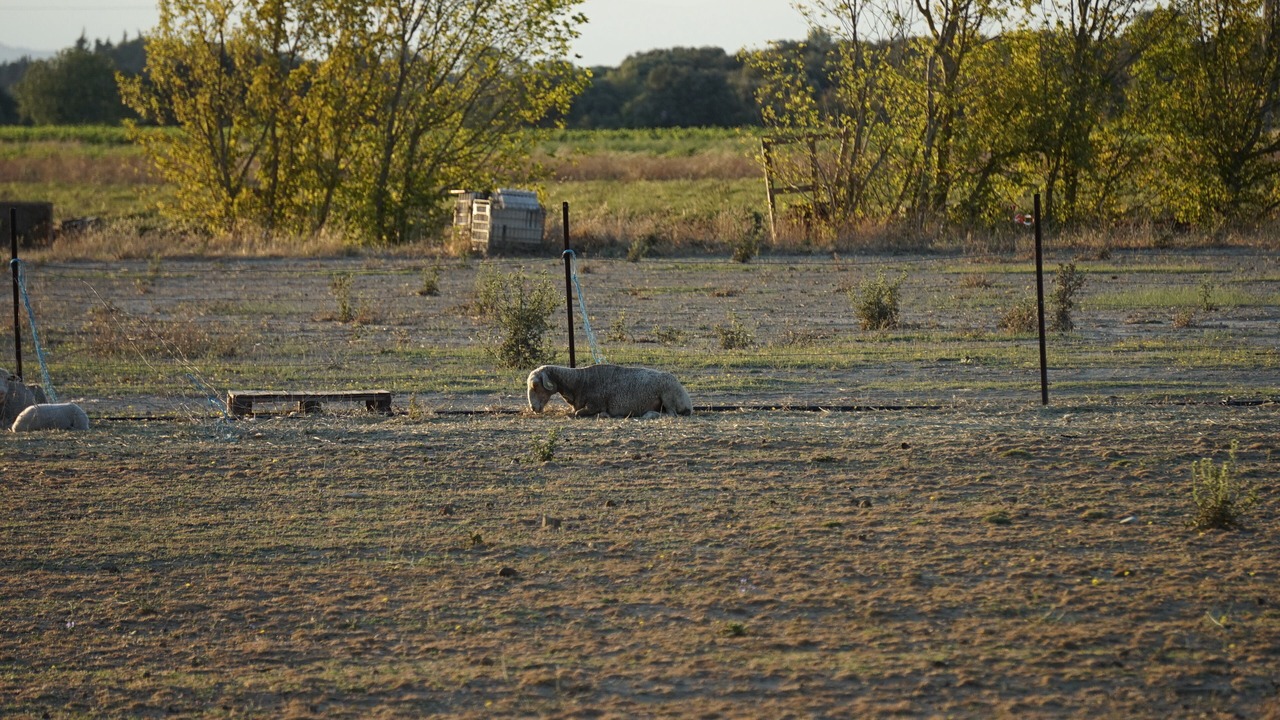 Photo of Outdoor in Piolenc
