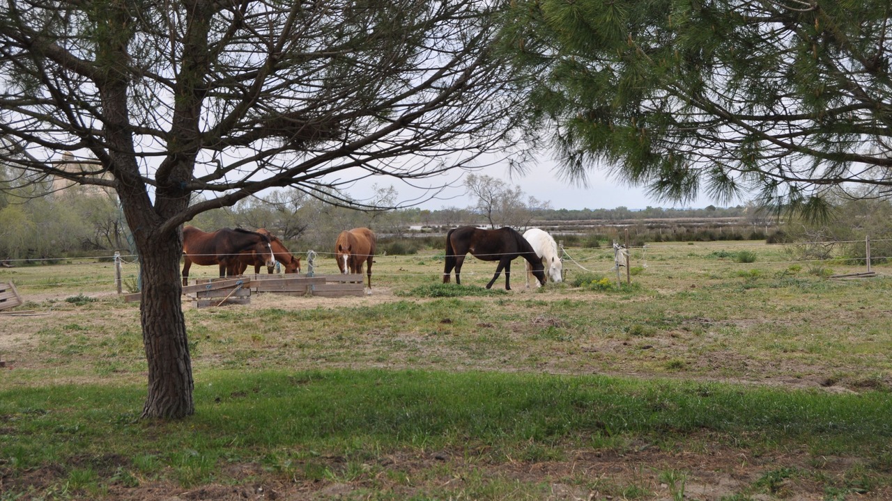 Photo of Outdoor in Saint-Laurent-d'Aigouze