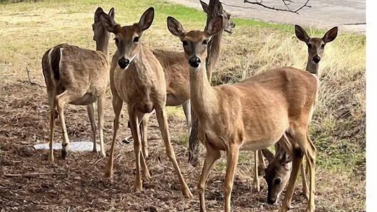 Photo of Others in Granite Shoals