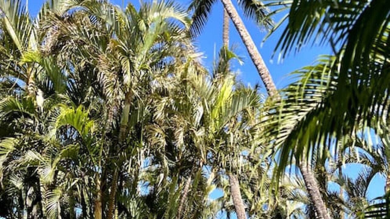 Photo of Outdoor in Honokowai