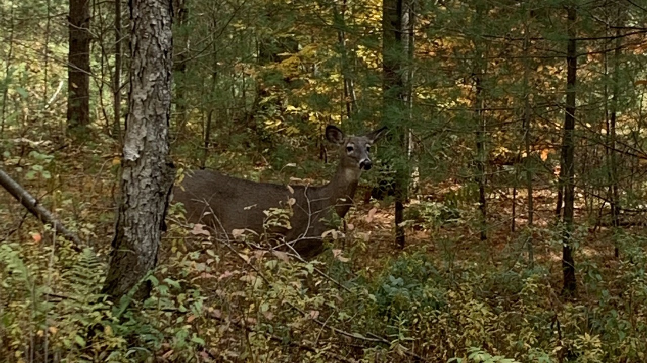 Photo of Outdoor in Cold Brook