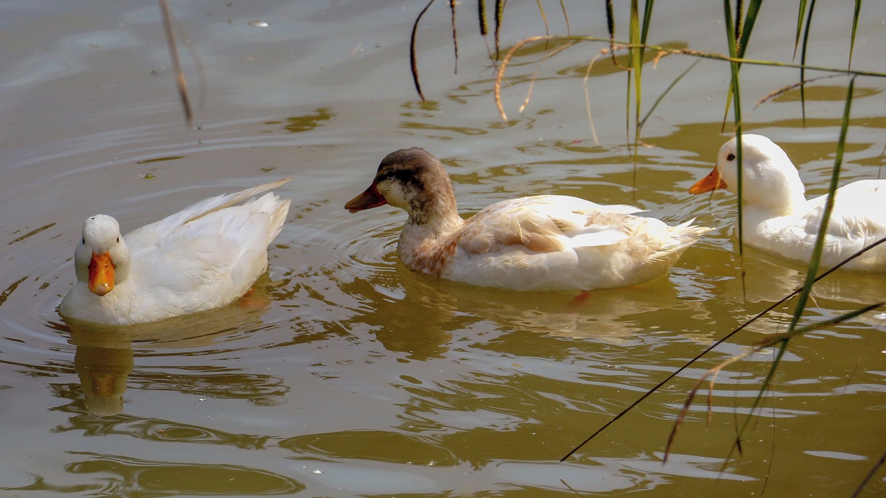 Photo of Outdoor in Eleighwater