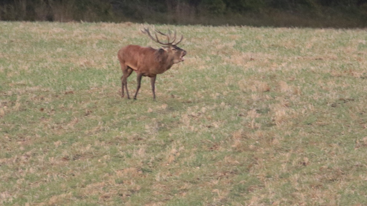 Photo of Outdoor in Belval-en-Argonne