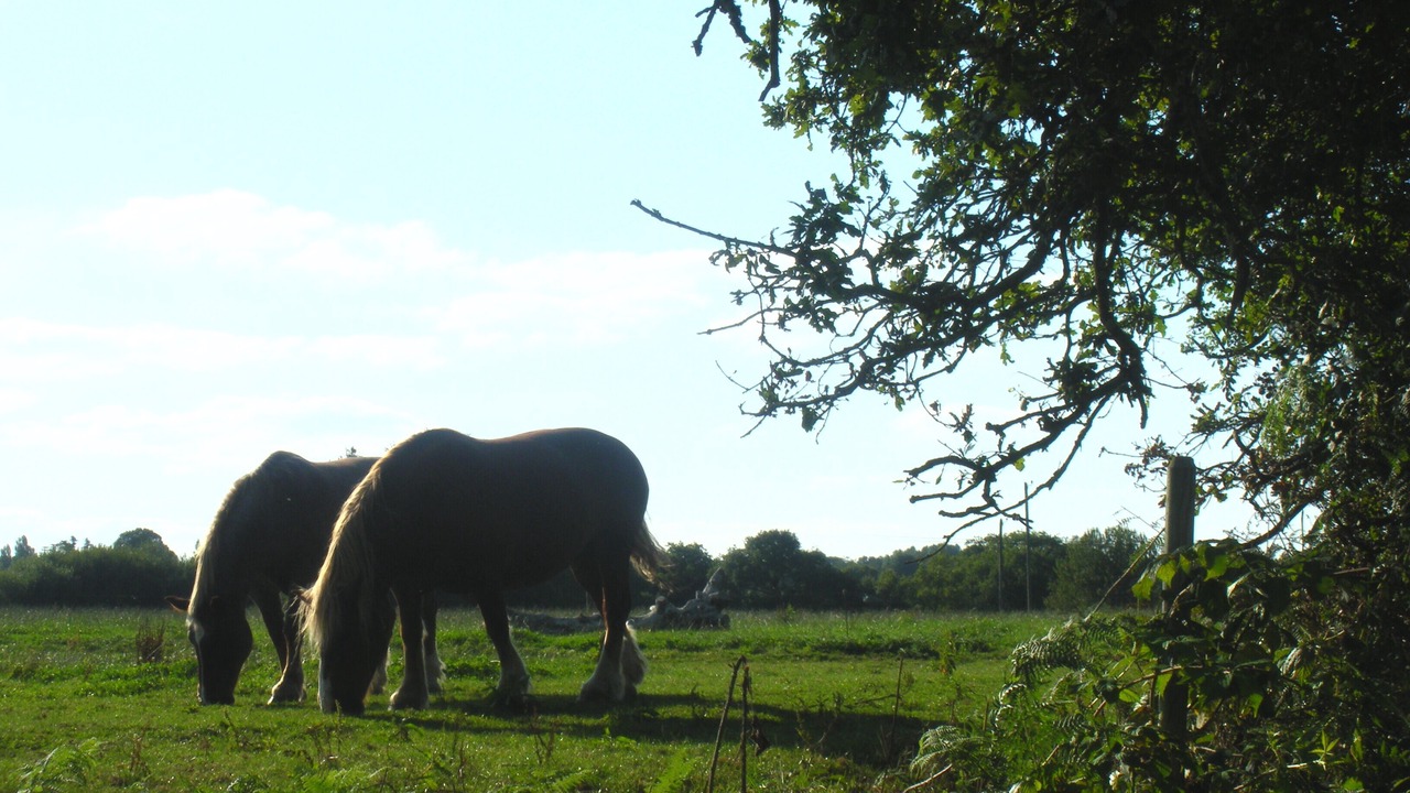 Photo of Others in Saint-Donan