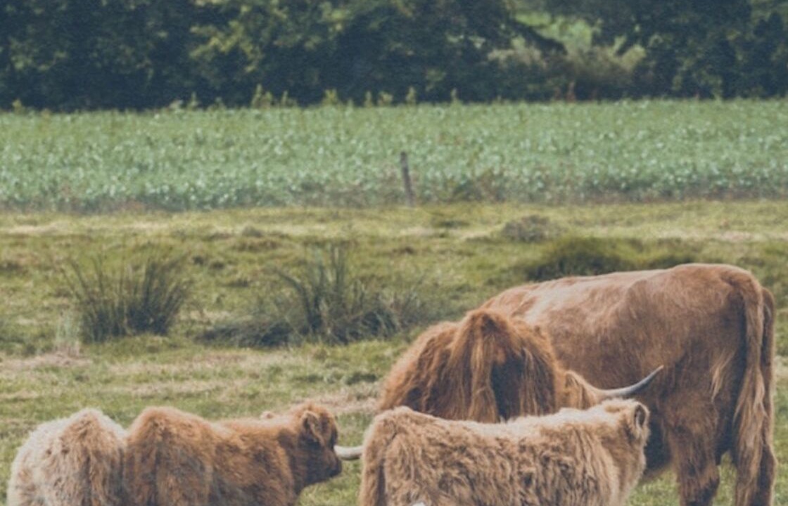 Photo of Others in Saint-Donan