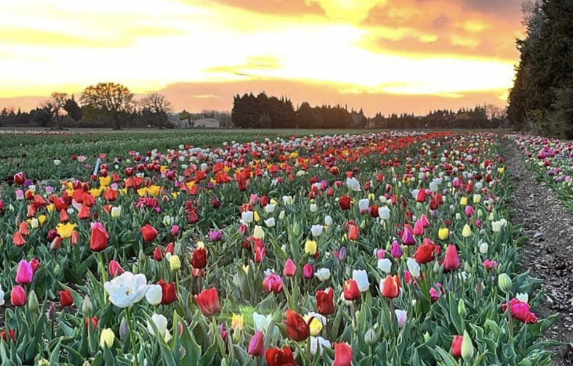 Photo of Outdoor in Violes