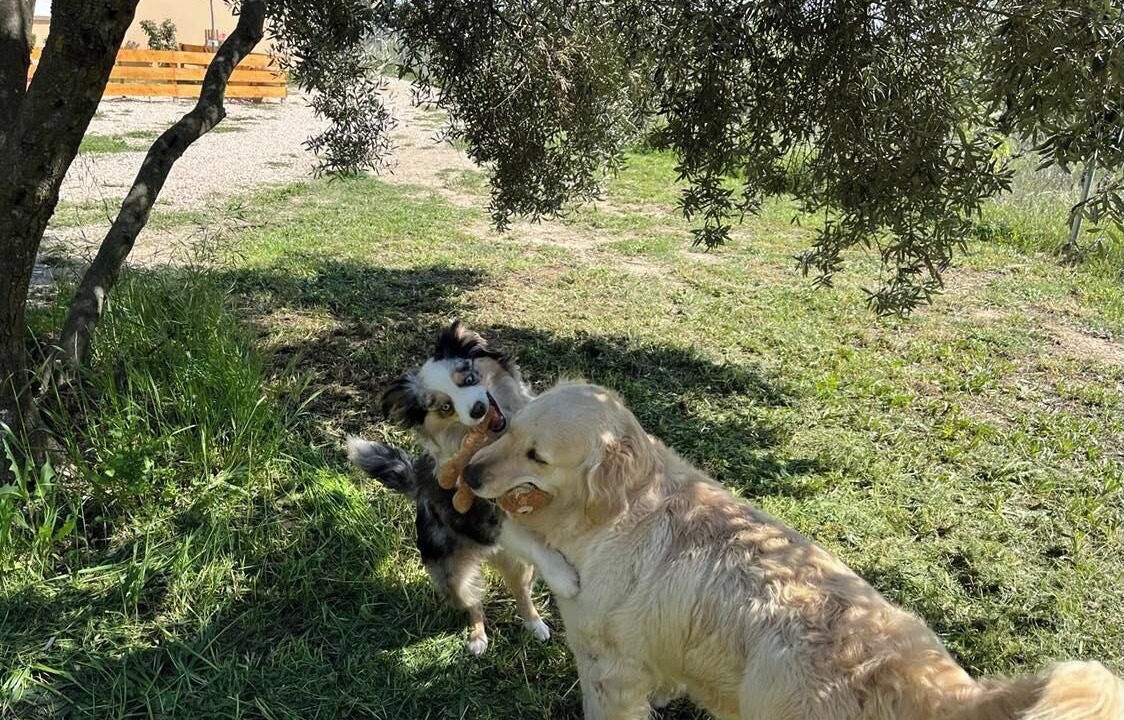 Photo of Others in Violes