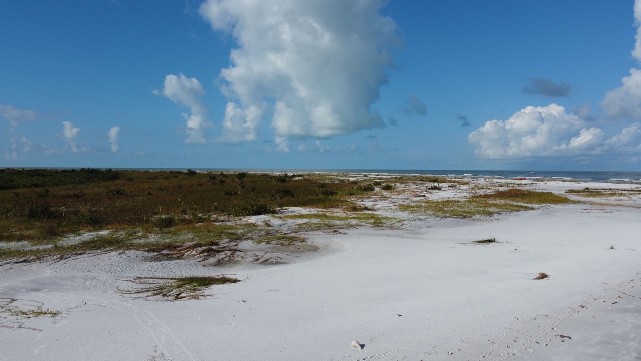 Photo of Others in Palm Harbor