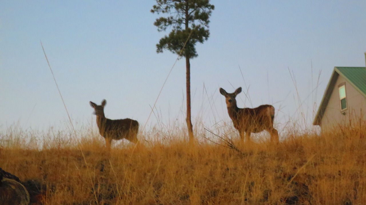 Photo of Others in Woodland Park