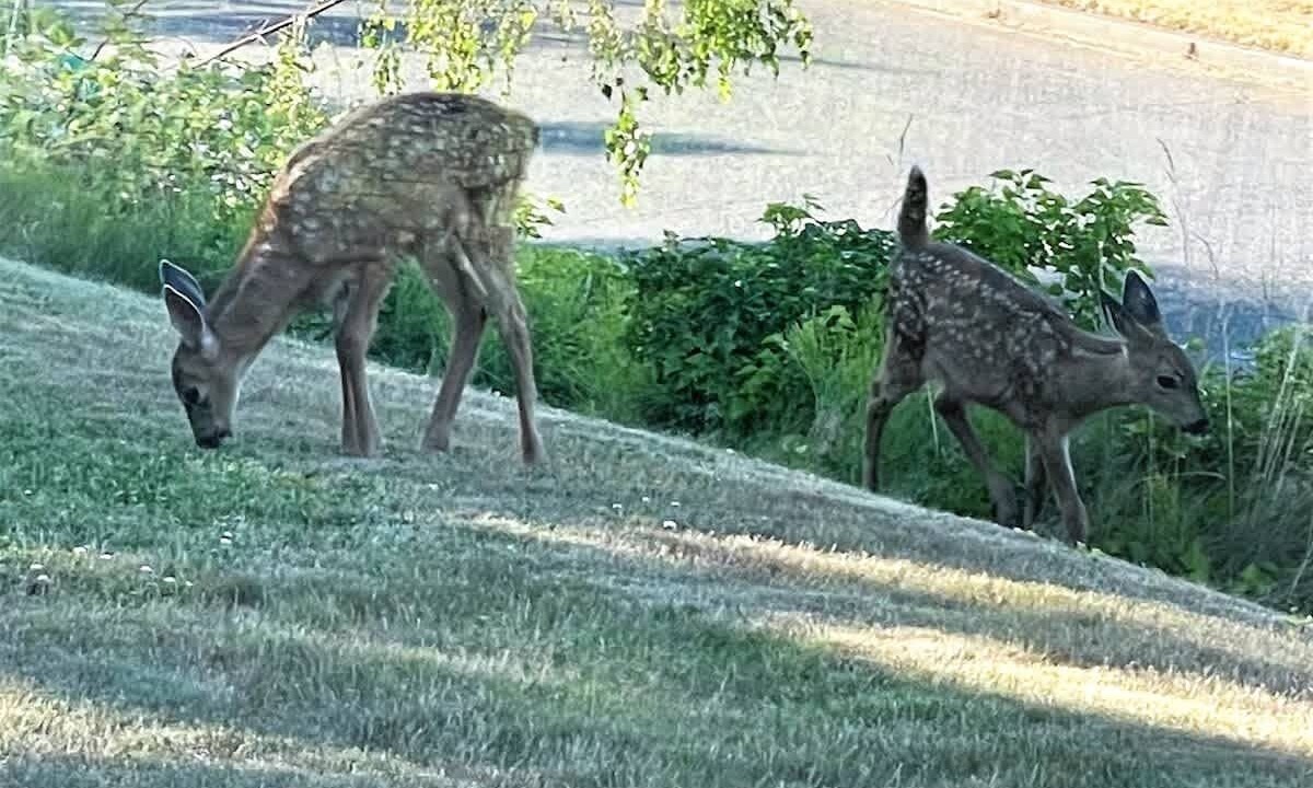Photo of Others in Port Angeles