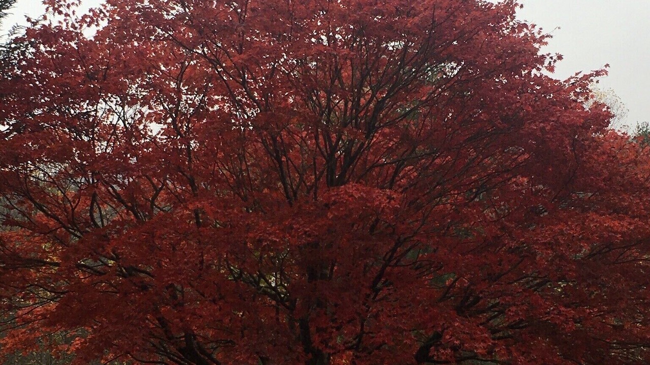 Photo of Outdoor in Flat Rock