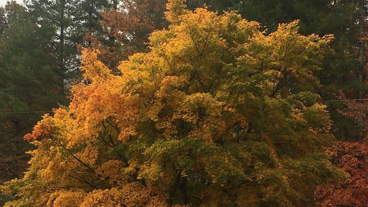 Photo of Outdoor in Flat Rock