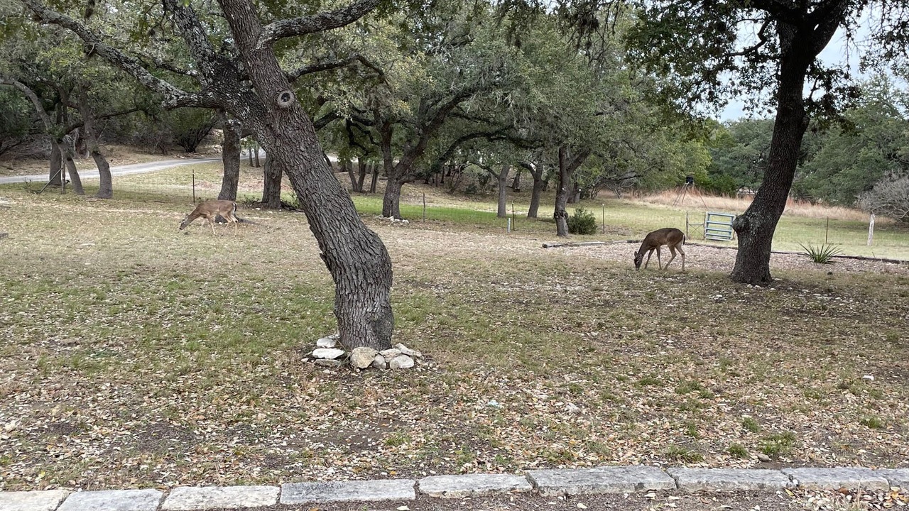 Photo of Others in Spring Branch