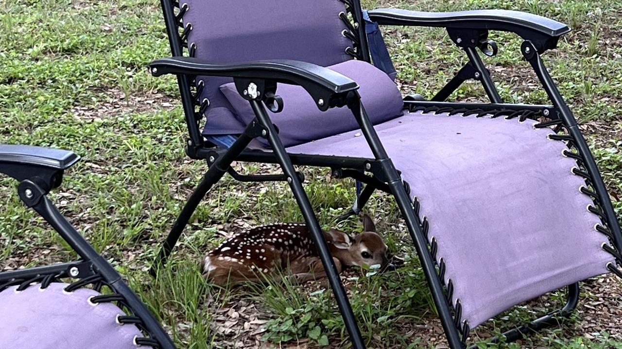 Photo of Others in Spring Branch