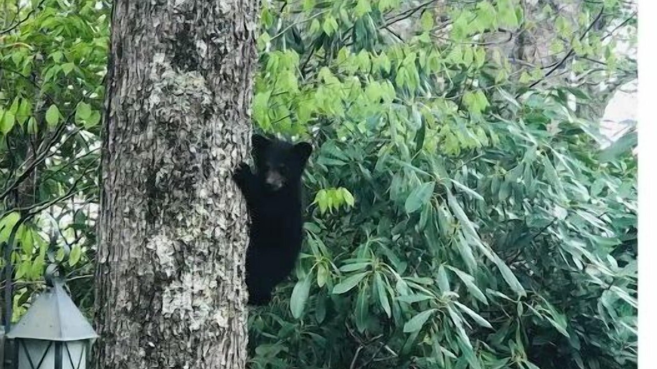 Photo of Others in Beech Mountain