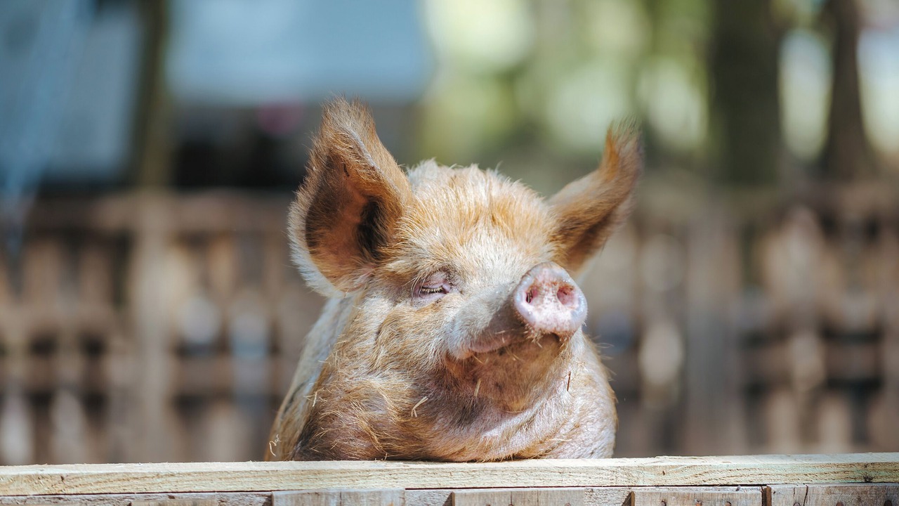 Photo of Outdoor in Melton Constable