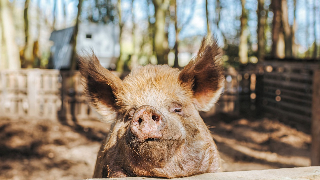 Photo of Outdoor in Melton Constable