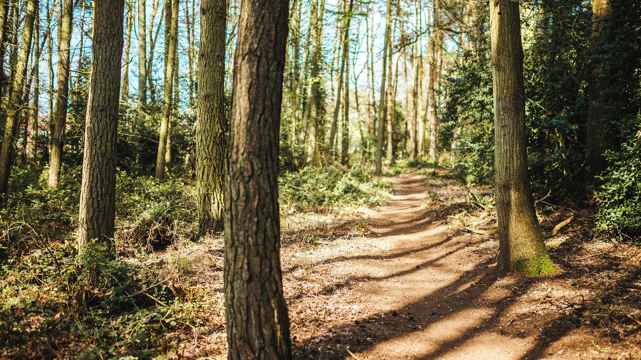 Photo of Outdoor in Melton Constable