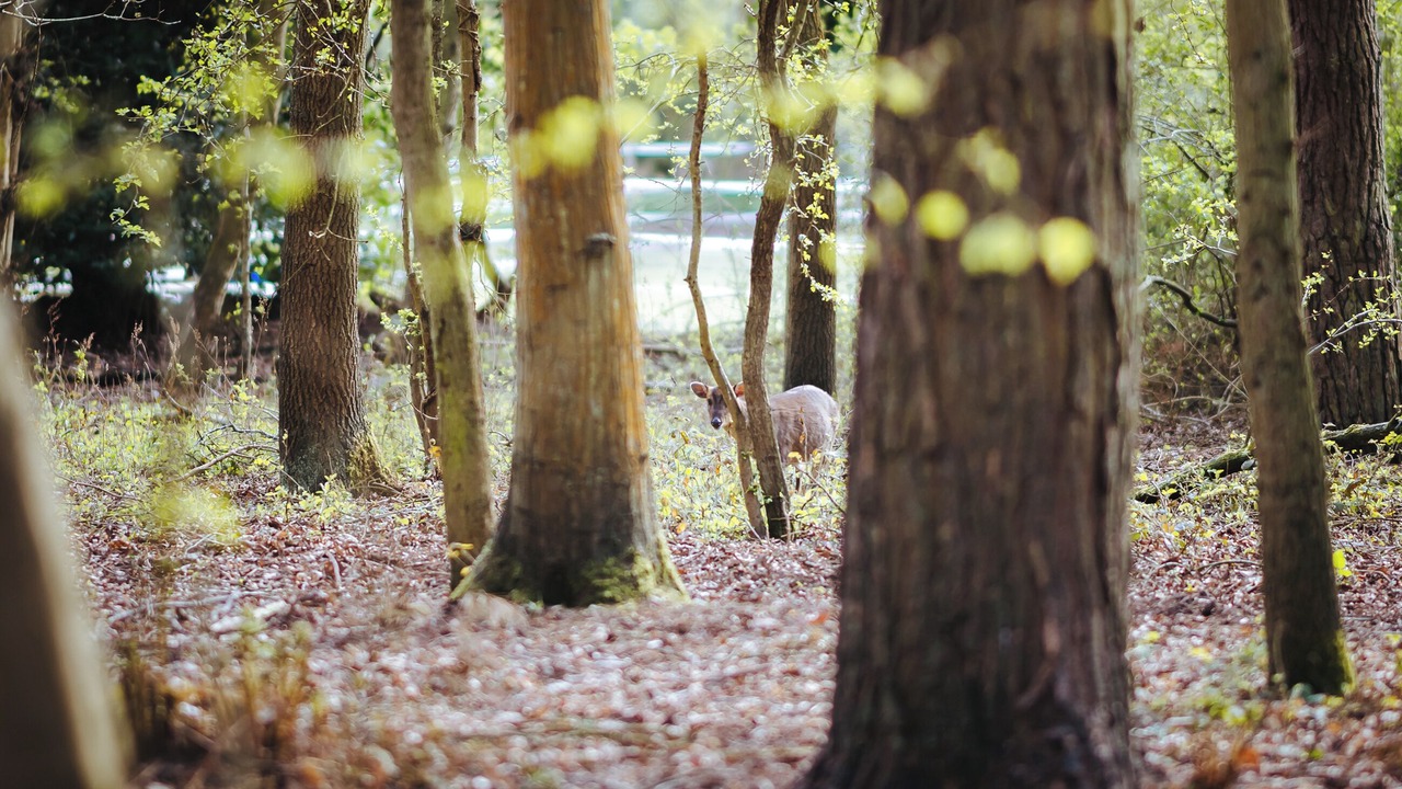 Photo of Outdoor in Melton Constable