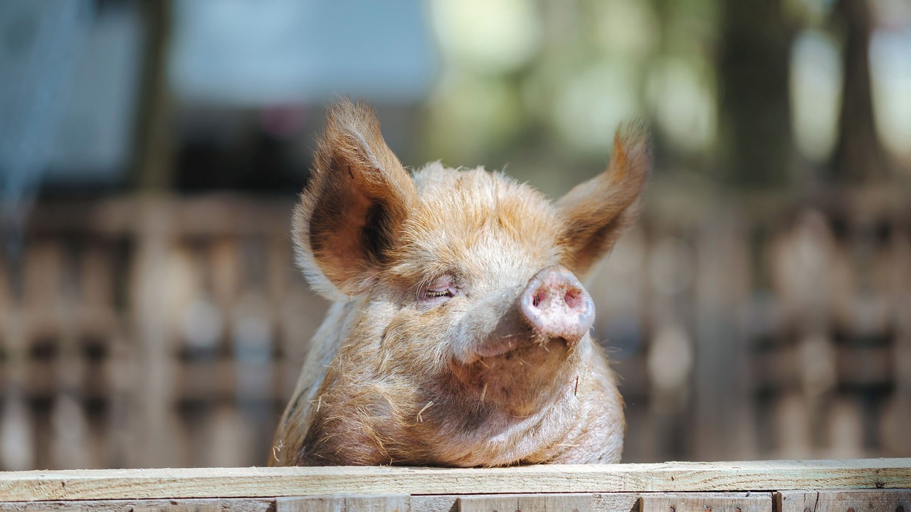 Photo of Outdoor in Melton Constable