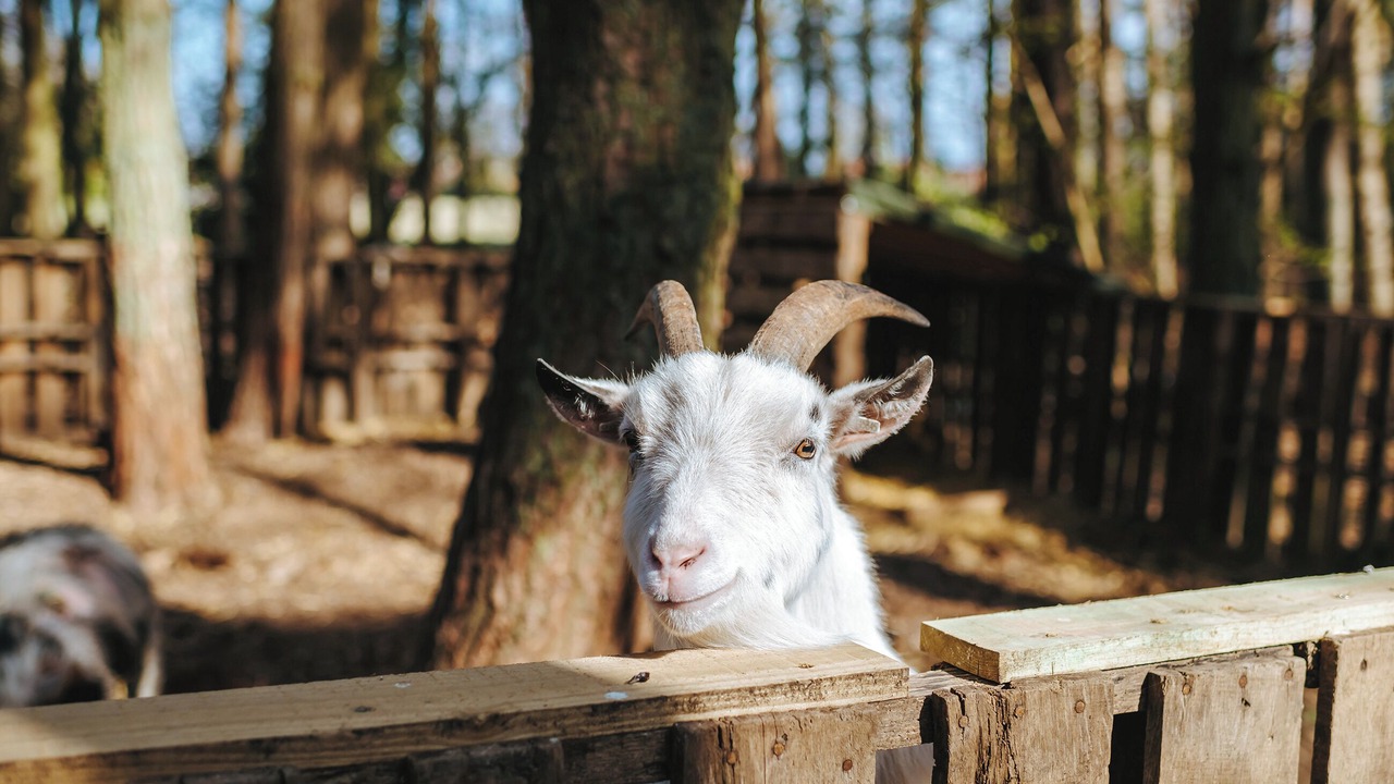 Photo of Outdoor in Melton Constable