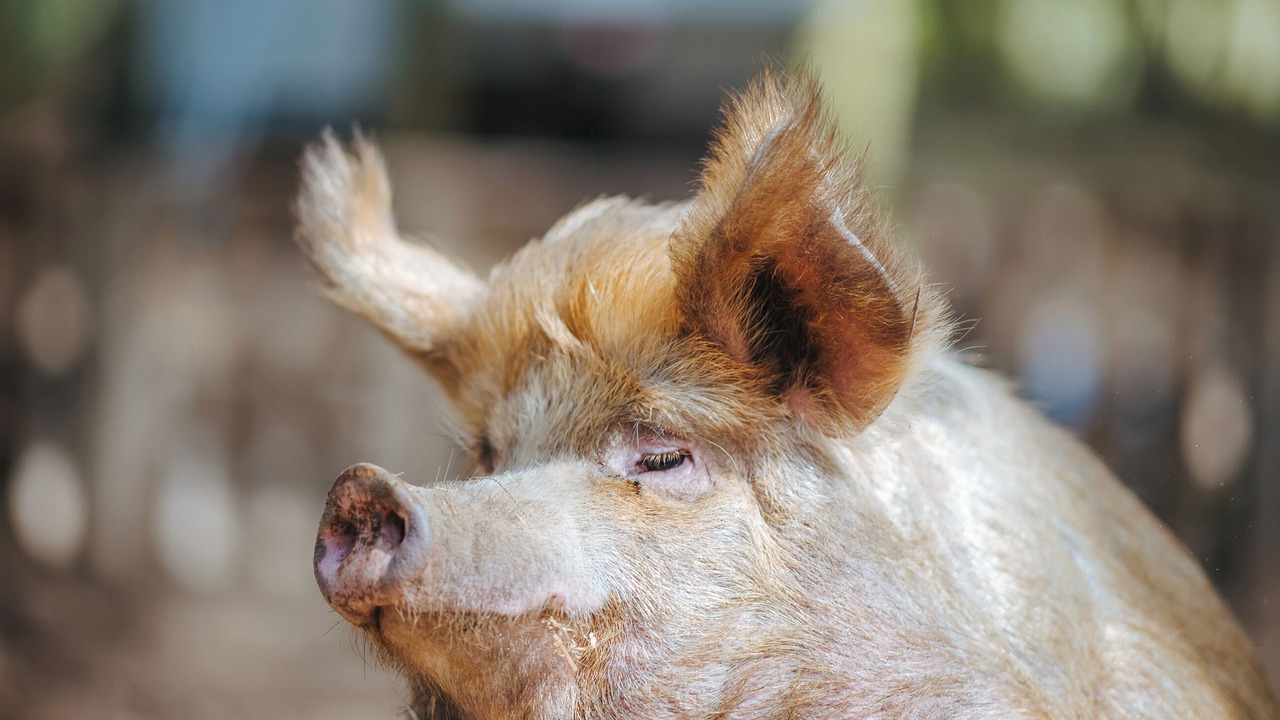 Photo of Outdoor in Melton Constable