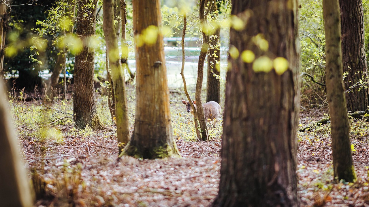 Photo of Outdoor in Melton Constable