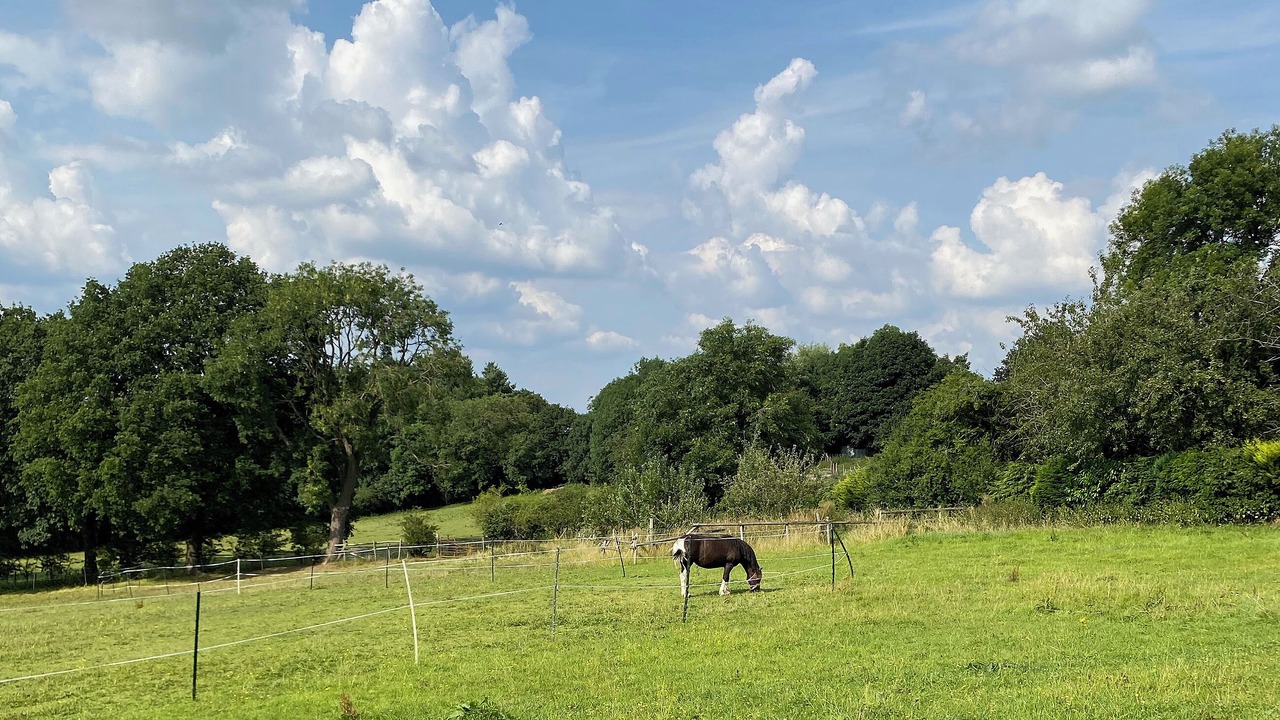 Photo of Others in Old Brampton