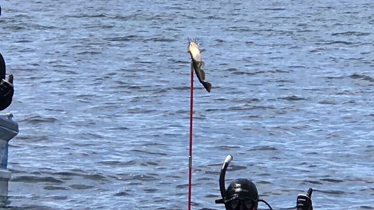 Photo of Others in Taupo