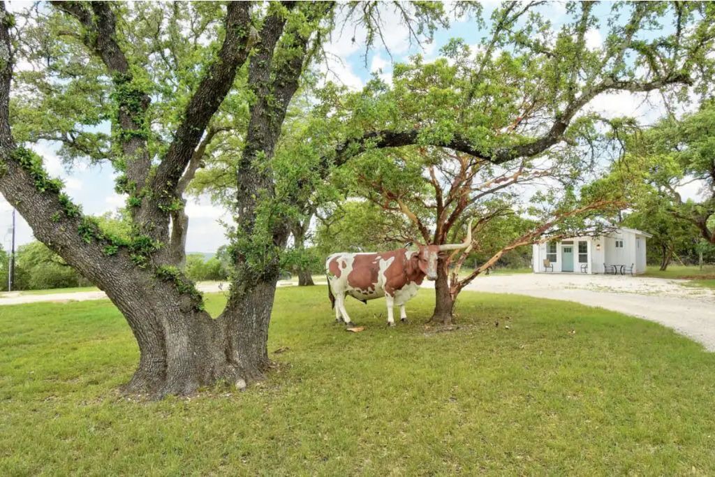 Photo of Outdoor in Dripping Springs