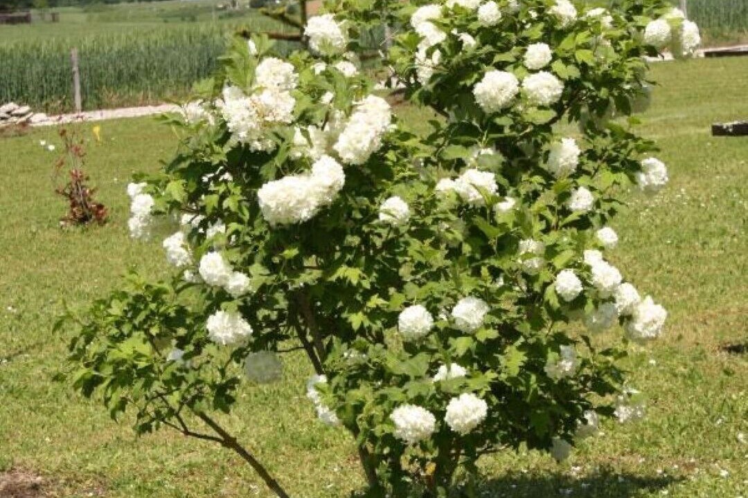 Photo of Outdoor in Savignac-sur-Leyze