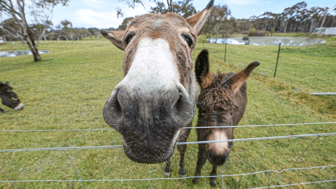Photo of Others in Sutton Forest