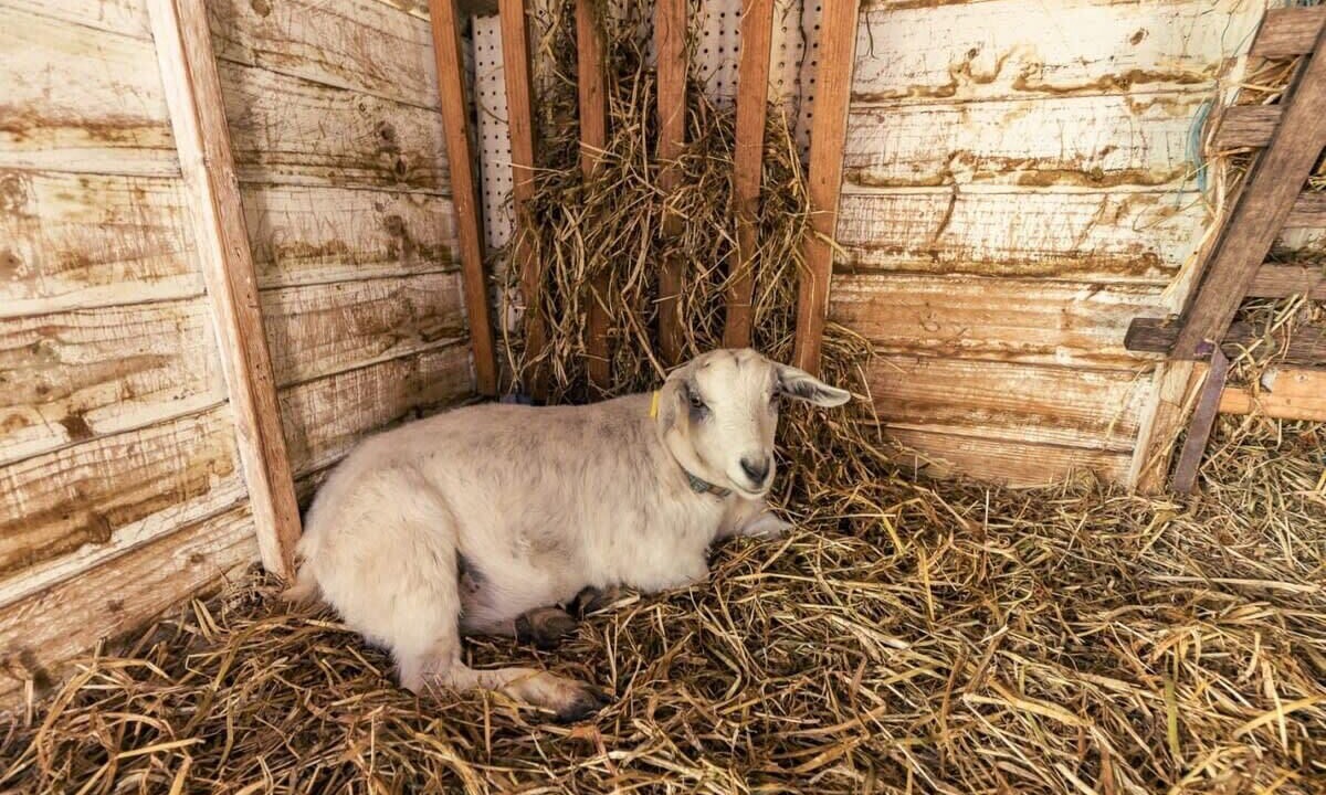 Photo of Others in Axedale