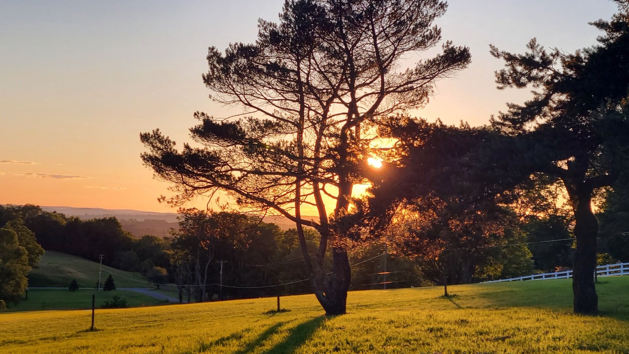 Photo of Others in Swan Lake