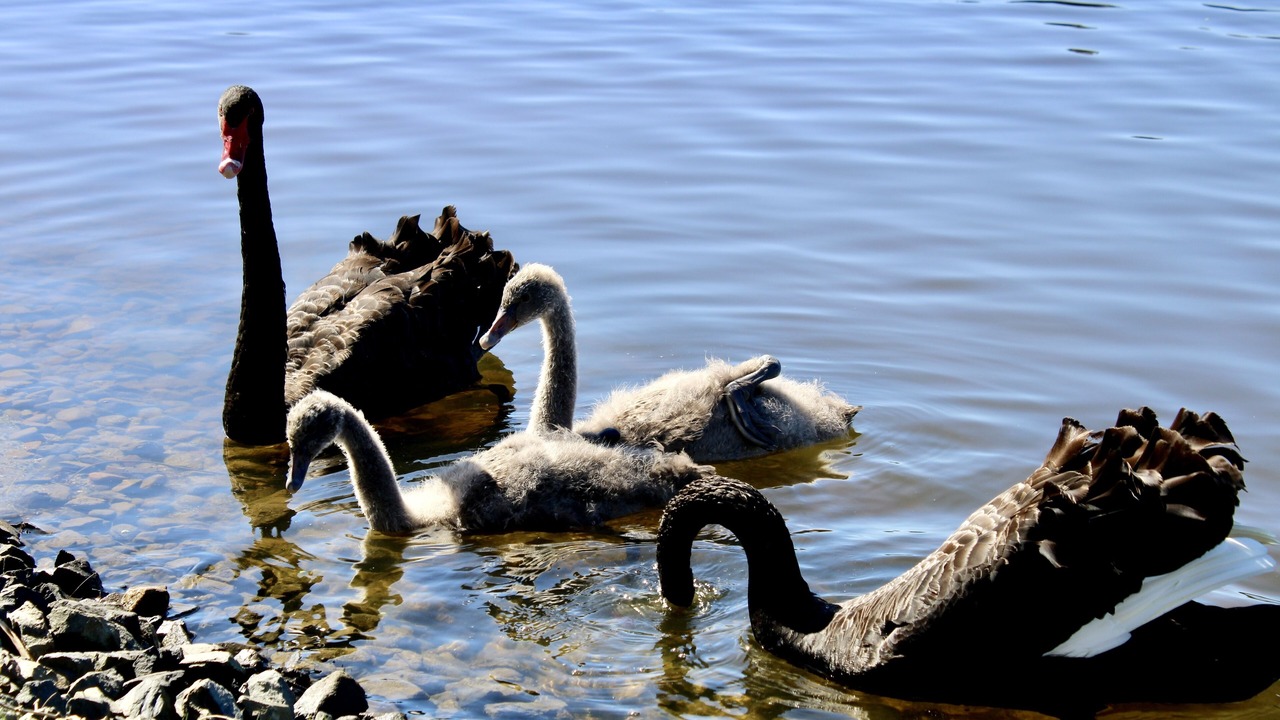 Photo of Others in Burleigh Waters