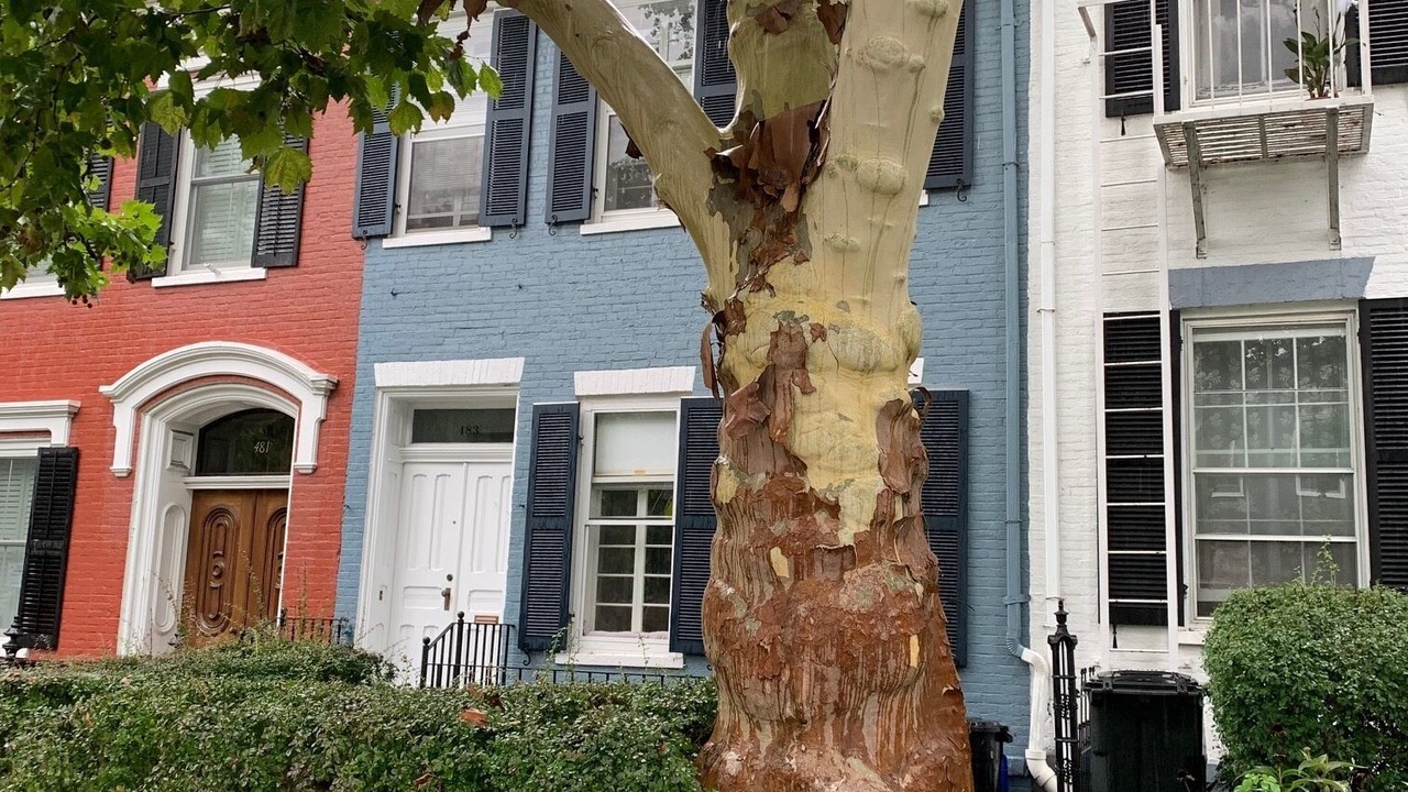 Photo of Outdoor in South Main Street