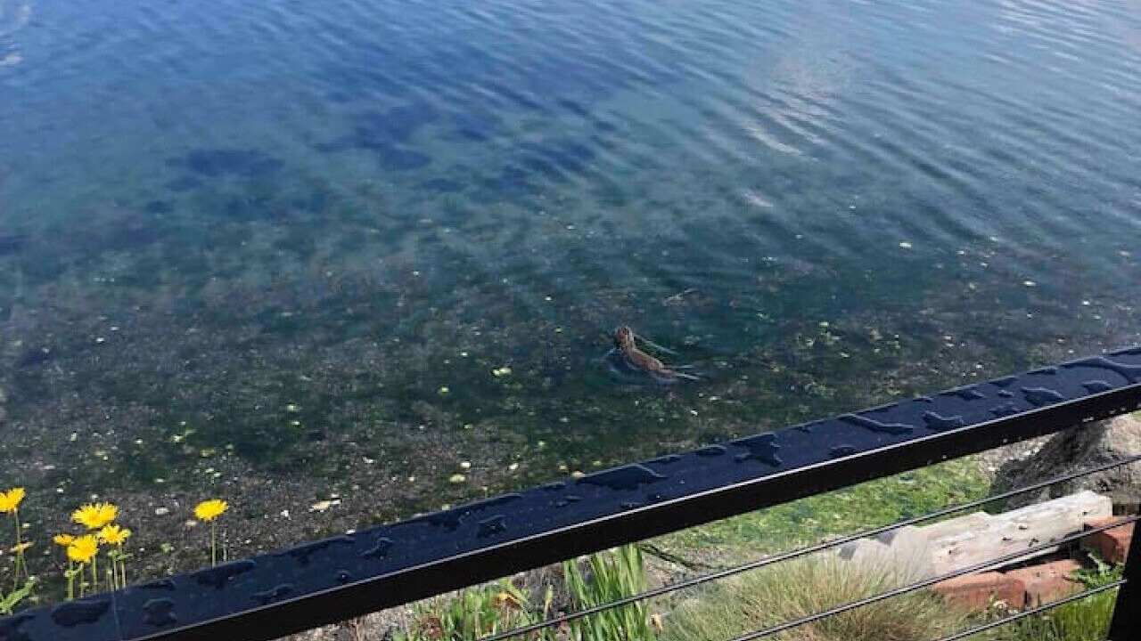 Photo of Others in Adelma Beach