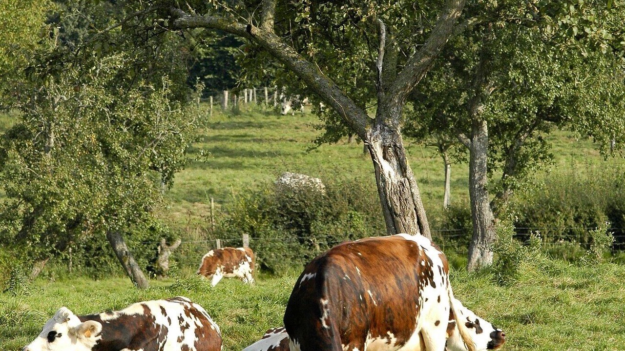 Photo of Others in Vimoutiers