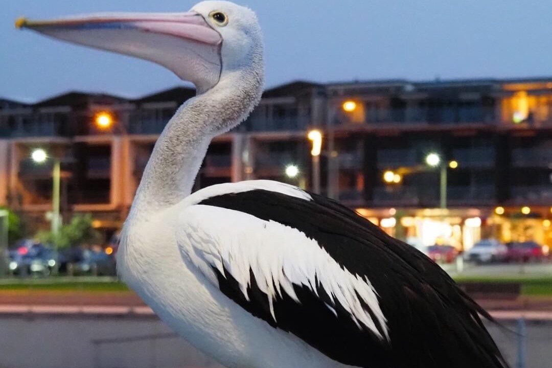 Photo of Outdoor in Henley Beach