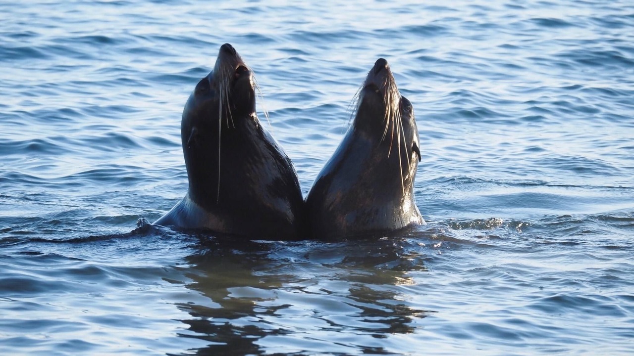 Photo of Others in Henley Beach