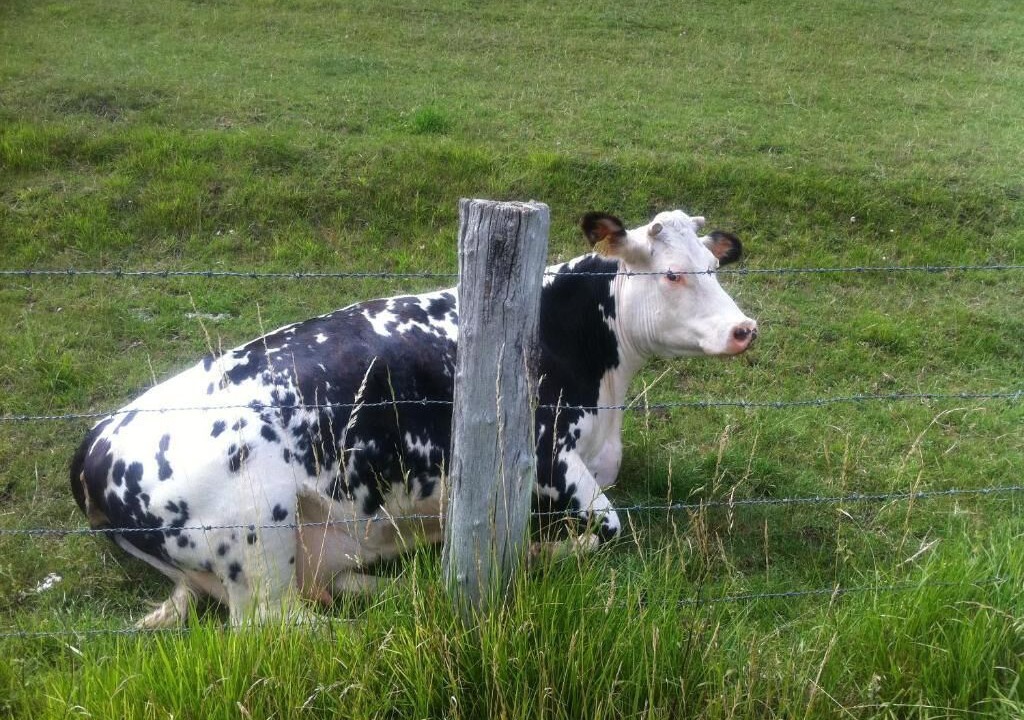 Photo of Outdoor in Vimoutiers