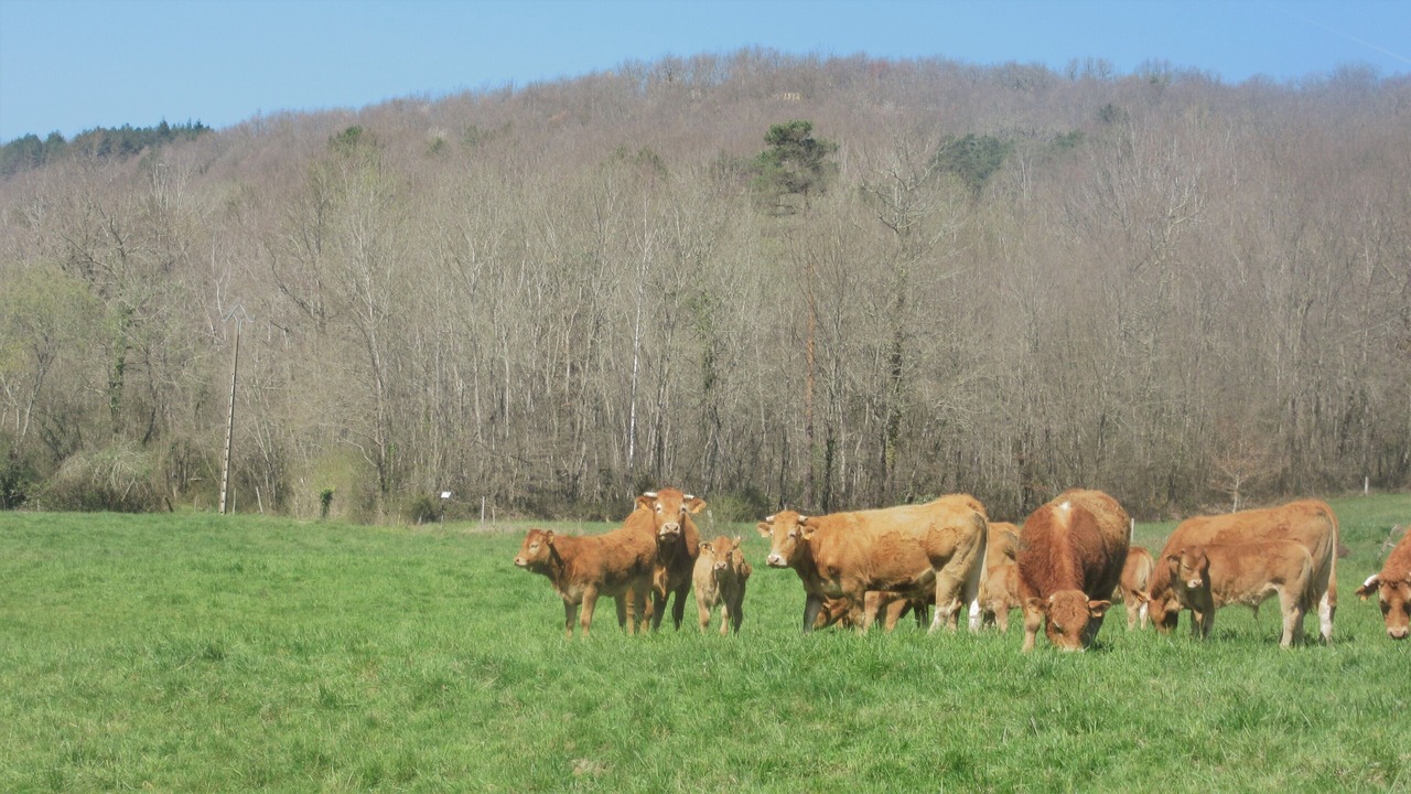 Photo of Others in Merigon
