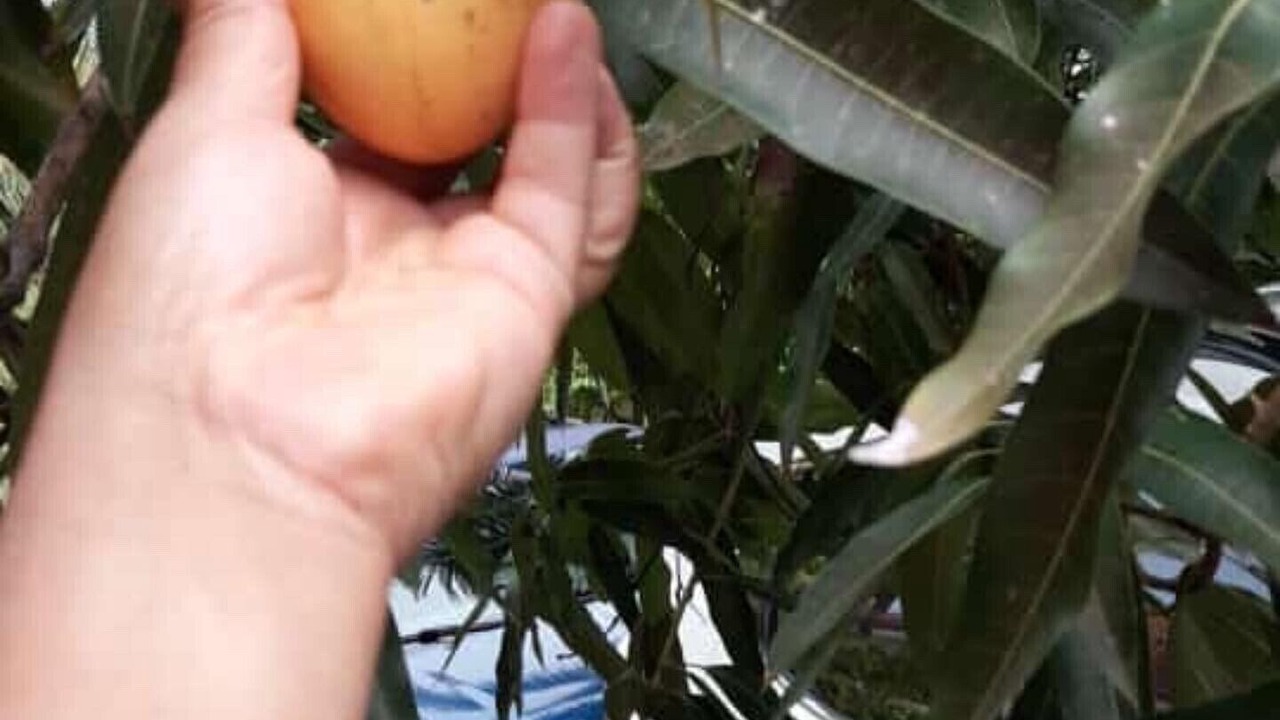 Photo of Others in Nizao