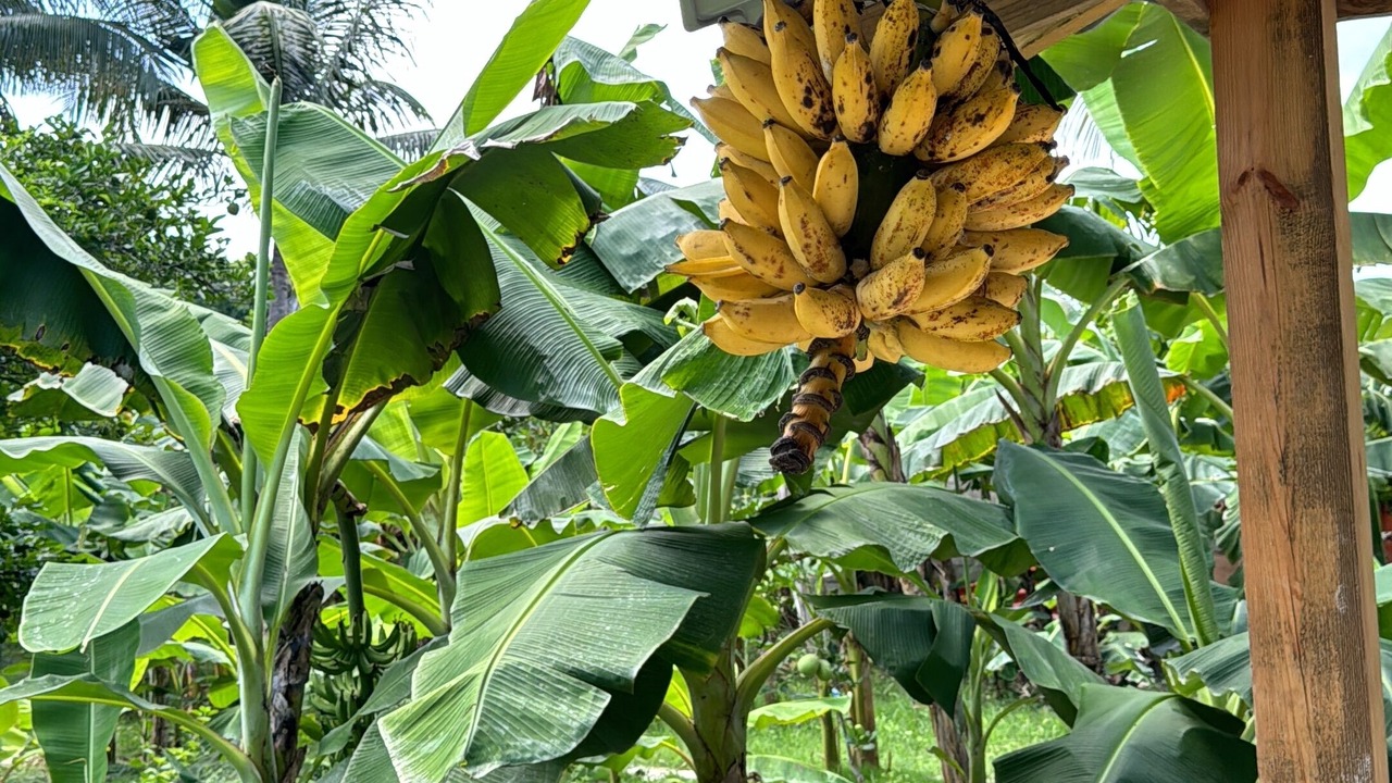 Photo of Outdoor in Nizao