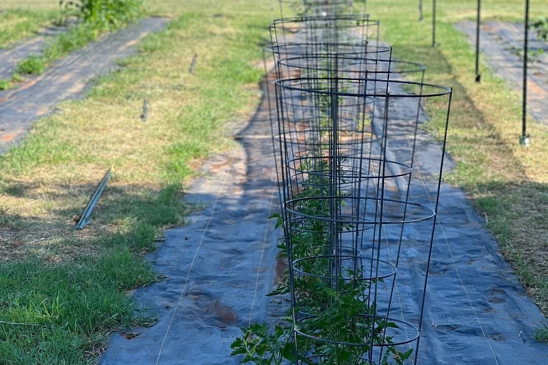Photo of Outdoor in Clay
