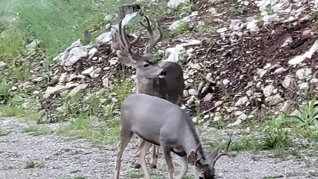 Photo of Others in Cloudcroft